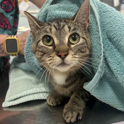 Roo - Domestic Shorthair/Mix available for adoption