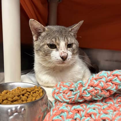 Toph - Domestic Shorthair/Mix cat available for adoption at Kingston Humane Society in Kingston