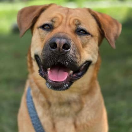 Hallie - Mastiff/Mix available for adoption at Kingston Humane Society in Kingston