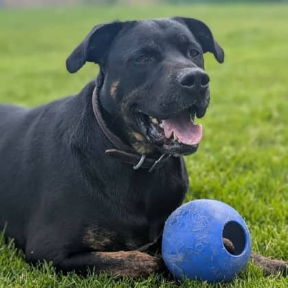 Max - Mixed Breed, Large (over 44 lbs fully grown)/Mix available for adoption