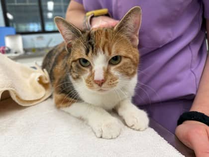 Cecilia - Domestic Shorthair/Mix cat available for adoption at Kingston Humane Society in Kingston