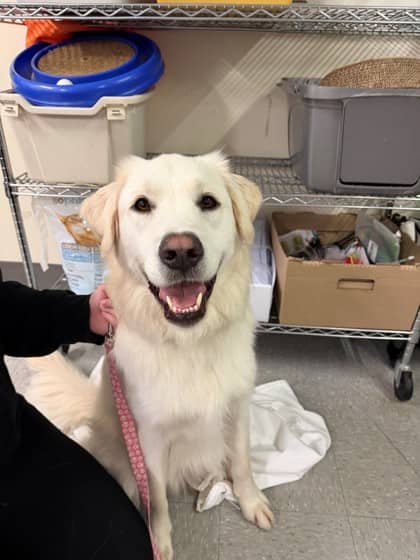 Butters - Retriever, Labrador/Mix available for adoption at Kingston Humane Society in Kingston