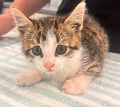 Vest - Domestic Shorthair/Mix cat available for adoption at Kingston Humane Society in Kingston