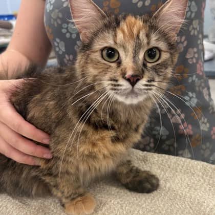 Tuko - Domestic Medium Hair/Mix available for adoption