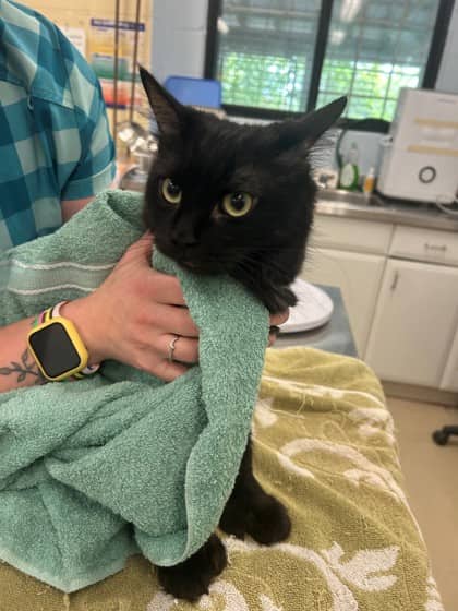 Vermin - Domestic Shorthair/Mix available for adoption