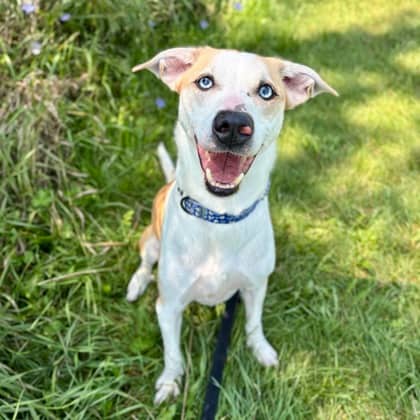 Malfoy - Mixed Breed available for adoption at Kingston Humane Society in Kingston