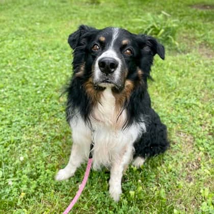 Carson - Australian Shepherd/Mix available for adoption