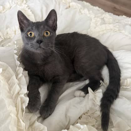 Otto - Domestic Shorthair/Mix available for adoption