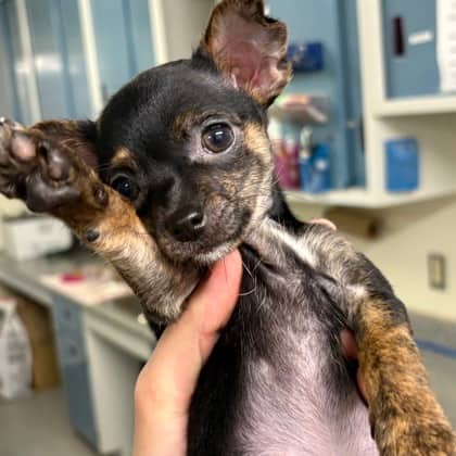 Onyx - Chihuahua, Short Coat/Miniature Pinscher available for adoption