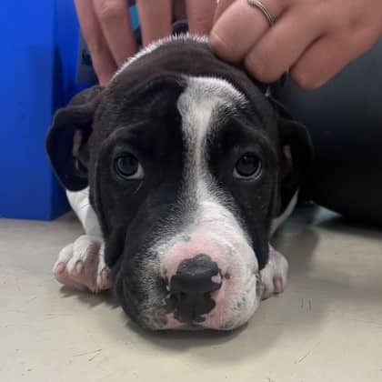 Loon - Boxer/Mix available for adoption in Ontario
