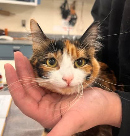 Josie - Domestic Medium Hair/Mix cat available for adoption at Kingston Humane Society in Kingston