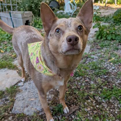 Charlie - Australian Cattle Dog/Mix available for adoption