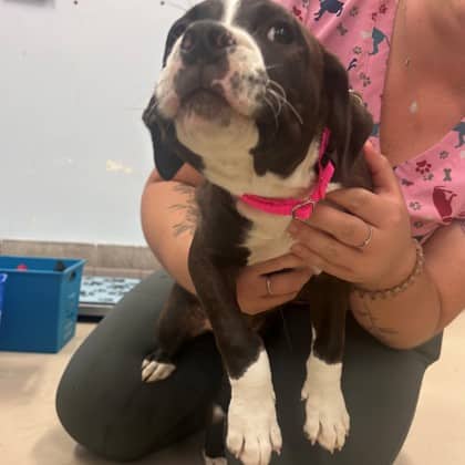 Muskrat - Boxer/Mix available for adoption in Ontario