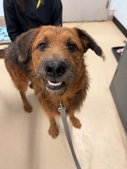 Bruno - Shepherd/Mix available for adoption at Kingston Humane Society in Kingston