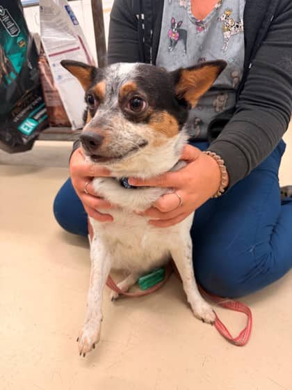 Dixie - Chihuahua, Short Coat/Australian Cattle Dog available for adoption