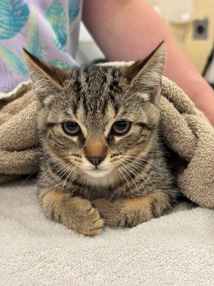 Rupert - Domestic Shorthair/Mix available for adoption
