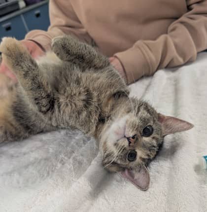 Candle - Domestic Shorthair/Mix available for adoption