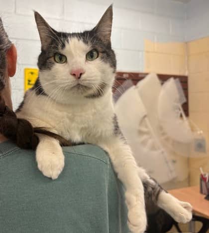 Cheerio - Domestic Shorthair/Mix cat available for adoption at Kingston Humane Society in Kingston