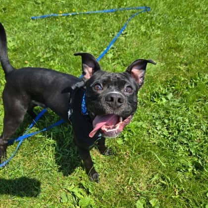 Brutus - Mixed Breed, Medium (up to 44 lbs fully grown)/Mix available for adoption