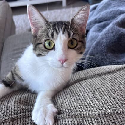 Indie - Domestic Shorthair/Mix available for adoption