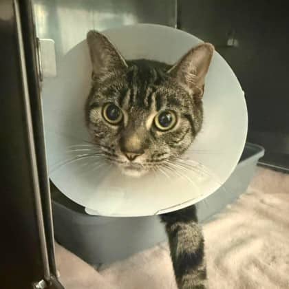 Suki - Domestic Shorthair/Mix available for adoption