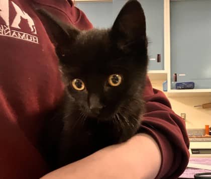 Zeke - Domestic Shorthair/Mix available for adoption