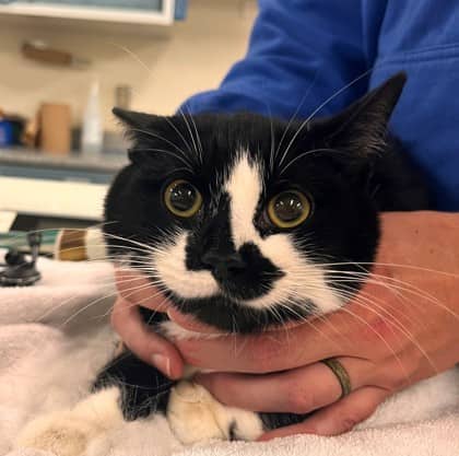Walnut - Domestic Shorthair/Mix cat available for adoption at Kingston Humane Society in Kingston