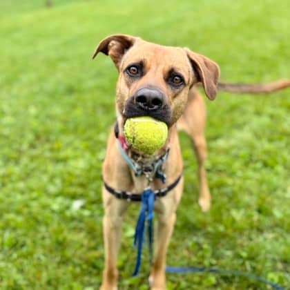 Vinny - Shepherd/Mix available for adoption at Kingston Humane Society in Kingston
