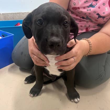 Grey Jay - Boxer/Mix available for adoption in Ontario