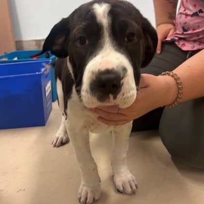 Goose - Boxer/Mix available for adoption in Ontario