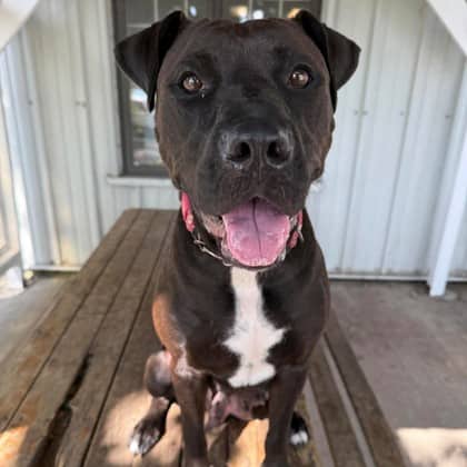 Widow - Boxer/Mix available for adoption