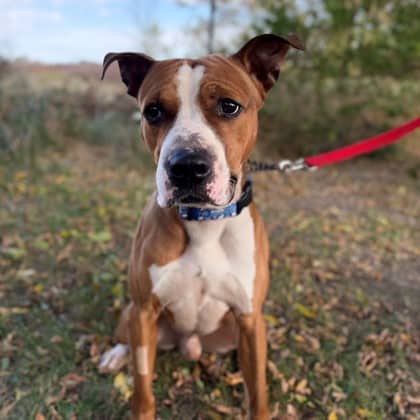 Bennett - Boxer/Mix available for adoption at Kingston Humane Society in Kingston