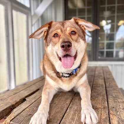 Oakleigh - Alaskan Husky/Mix available for adoption at Kingston Humane Society in Kingston
