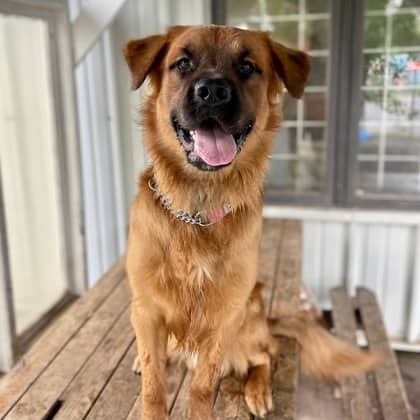 McDreamy - Shepherd/Mix available for adoption at Kingston Humane Society in Kingston