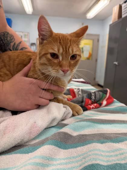 Scorpio - Domestic Shorthair/Mix cat available for adoption at Kingston Humane Society in Kingston