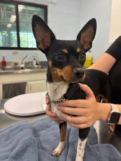 Katie - Chihuahua, Short Coat/Miniature Pinscher available for adoption at Kingston Humane Society in Kingston