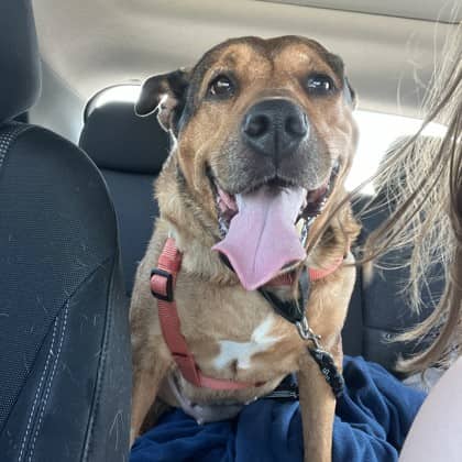 Jayda - Boxer/Mix available for adoption in Ontario