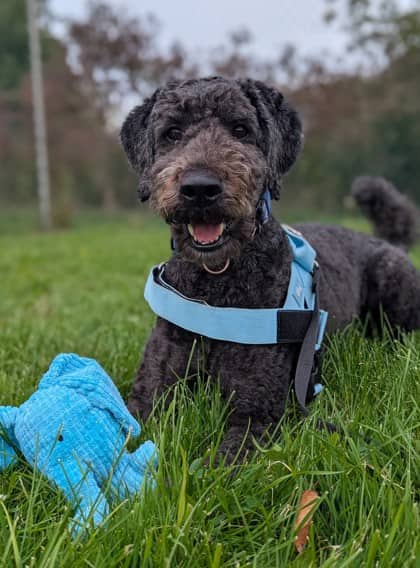 Max - Poodle, Standard/Mix available for adoption at Kingston Humane Society in Kingston