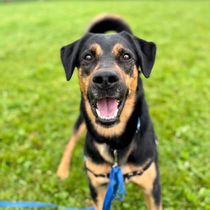 Pauly D - Shepherd/Rottweiler available for adoption