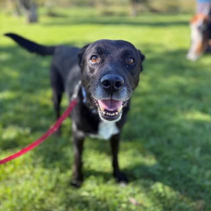 Rocky - Retriever, Labrador/Mix available for adoption at Kingston Humane Society in Kingston