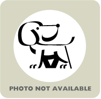Minnow - Pit Bull Terrier/Mix available for adoption