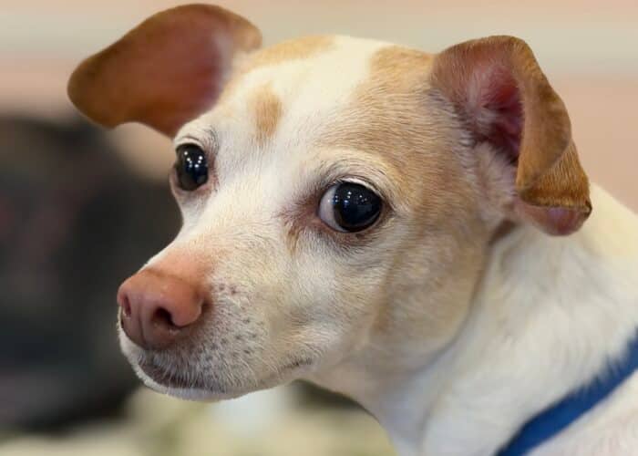 Coco - Chihuahua Mix available for adoption at Gerdy's Rescues and Adoptions in Montreal (1 of 7)