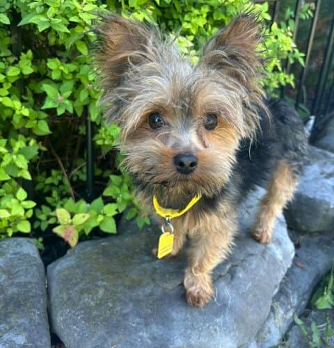 Theo - Yorkie available for adoption