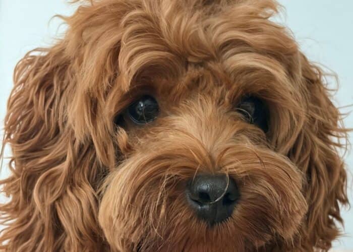 Maisy - Poodle Mix available for adoption