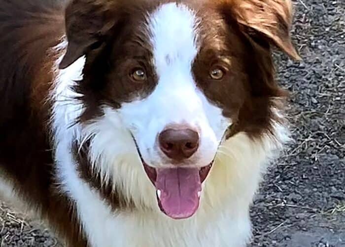 Einstein - Border Collie available for adoption at Gerdy's Rescues and Adoptions in Montreal (1 of 5)