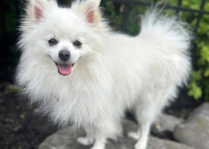 Frankie - Pomeranian available for adoption at Gerdy's Rescues and Adoptions in Montreal (1 of 4)