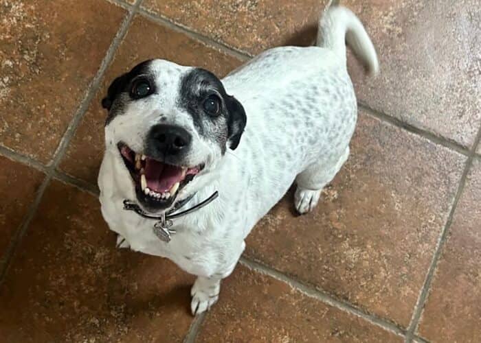Lilou - Jack Russell available for adoption at Gerdy's Rescues and Adoptions in Montreal (1 of 4)
