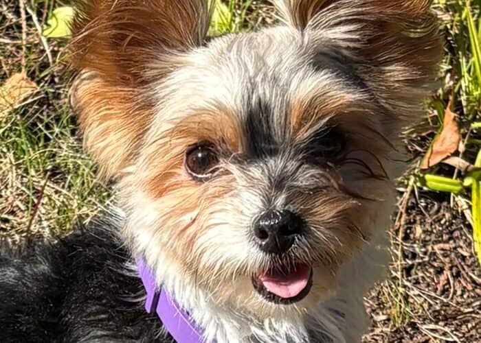 Mitsou - Mixed Breed available for adoption at Gerdy's Rescues and Adoptions in Montreal (1 of 4)