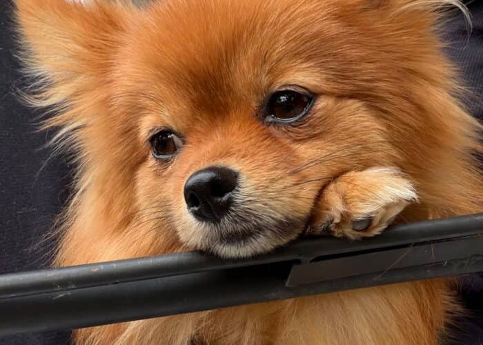 Rue - Pomeranian available for adoption