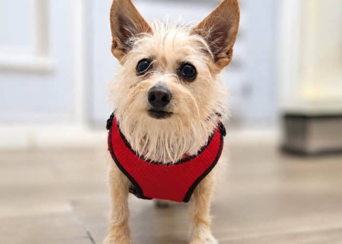 Tess - Yorkie Mix available for adoption at Gerdy's Rescues and Adoptions in Montreal (1 of 2)
